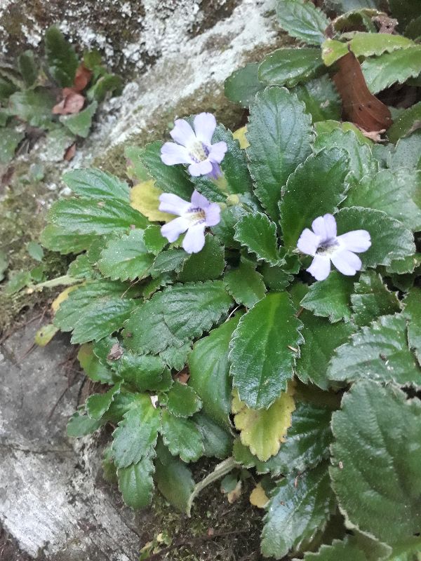 Flowering Haberlea rhodopensis plant in its wild habitat