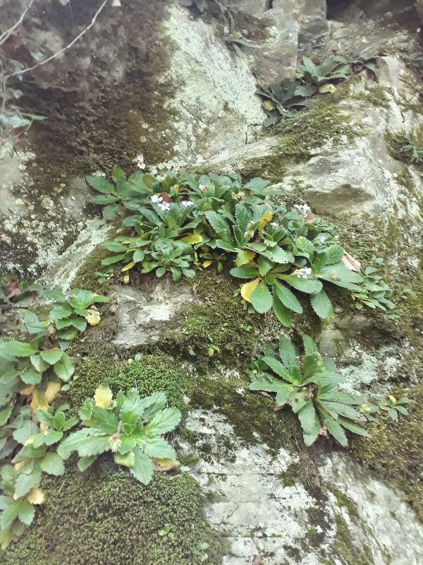 Haberlea rhodopensis rosettes growing on a rock face