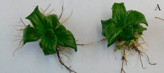 Two fully hydrated Haberlea rhodopensis plantlets with green, open leaves