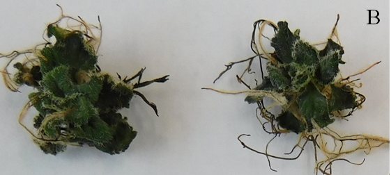 Two desiccated Haberlea rhodopensis plantlets with dark, shrivelled leaves