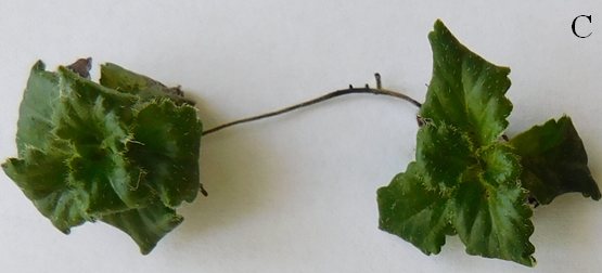 Haberlea rhodopensis plantlets two days after rehydration, with green leaves again