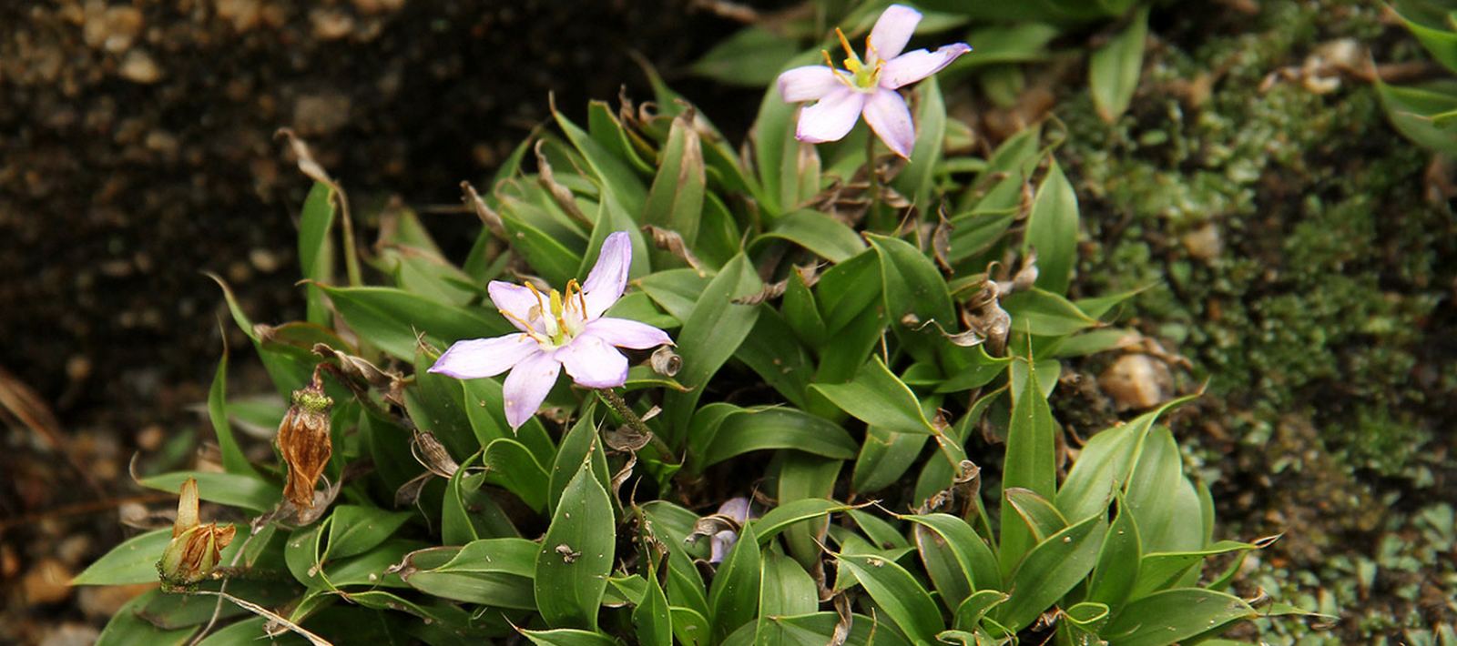 Xerophyta plant with narrow leaves and pale star-shaped flowers on a rocky slope
