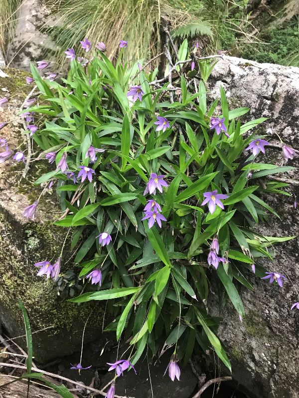 Flowering Xerophyta elegans growing on a rock face