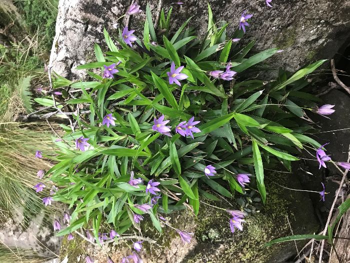 Flowering Xerophyta elegans in its natural habitat