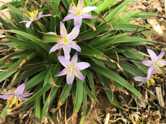 Flowering Xerophyta humilis in its wild habitat